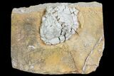 Cactocrinus Crinoid Calyx - Burlington Formation, Missouri #80796-1